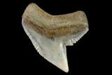 Fossil Tiger Shark (Galeocerdo) Tooth - Aurora, NC #143938-1